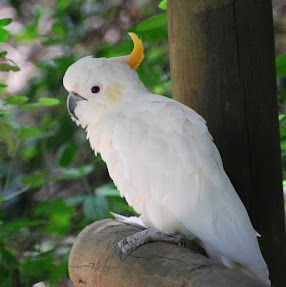 Ducorps Cockatoo Parrot