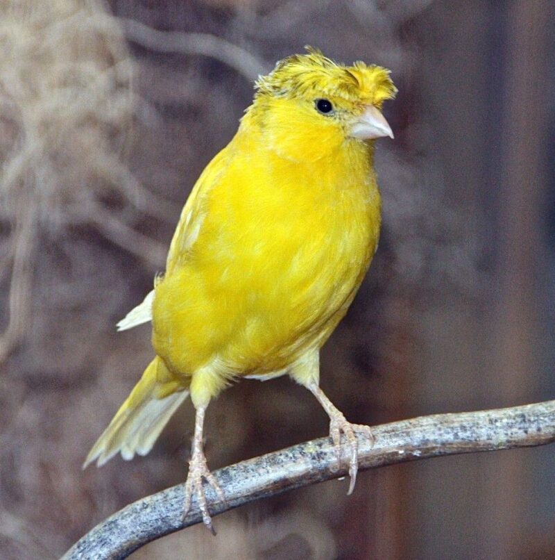 Crested Singing Canaries For Sale