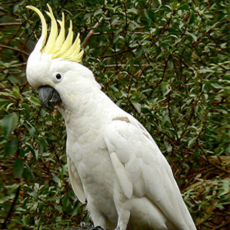 cockatoo parrot for sale