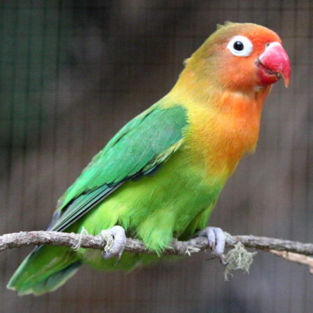 Green Fischer Lovebirds for sale