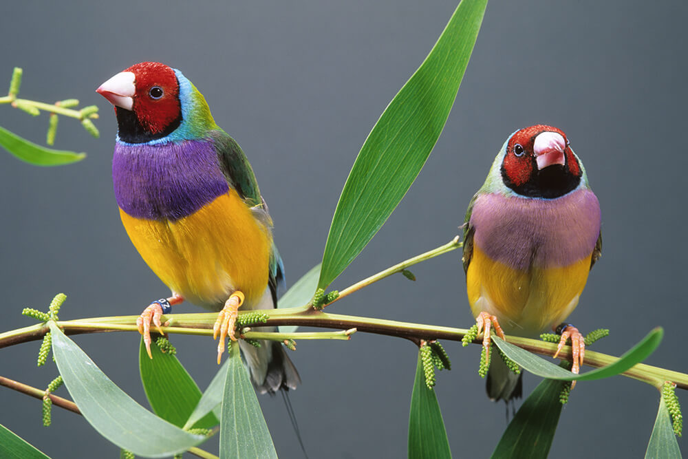 Lady Gouldian Finch – Red Head Green Back