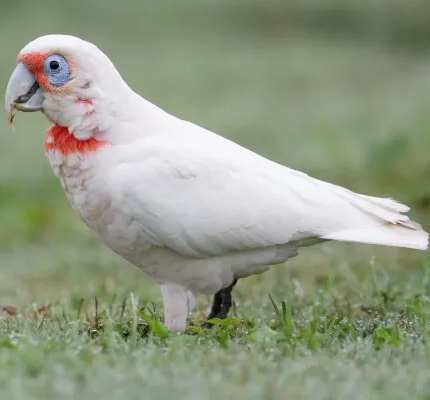 Slender Billed Cockatoo