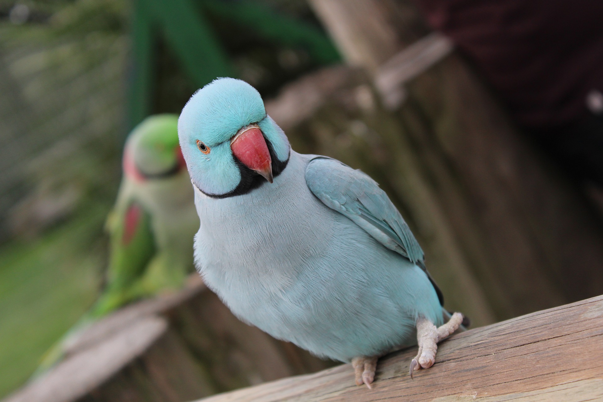 indian ringneck for sale