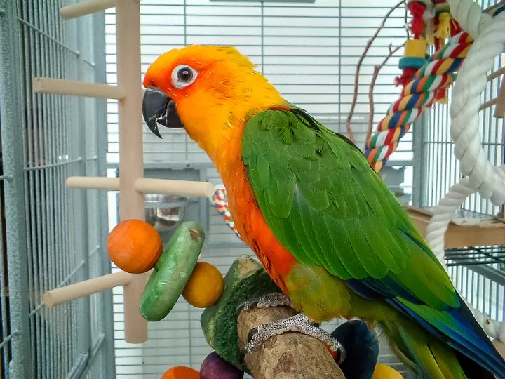 Jenday conure for sale