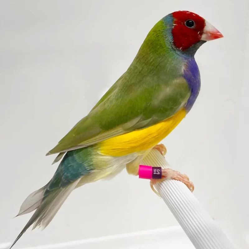 gouldian finch for sale