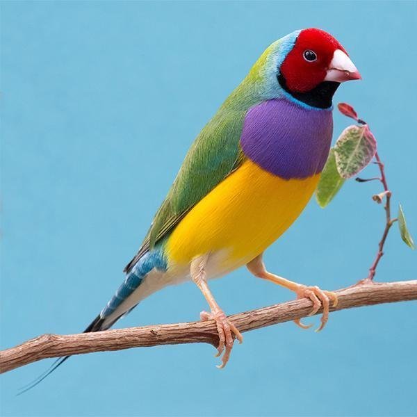 gouldian finches for sale