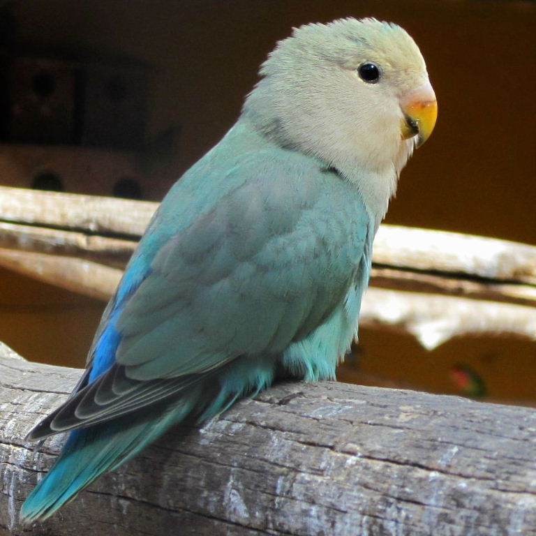 Blue Pallid Lovebirds for sale