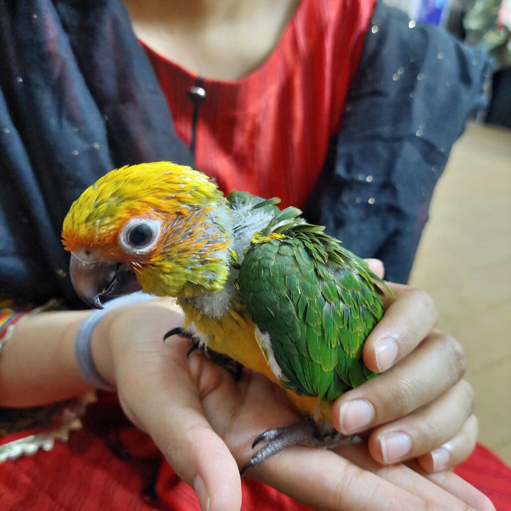 sun conure bird for sale