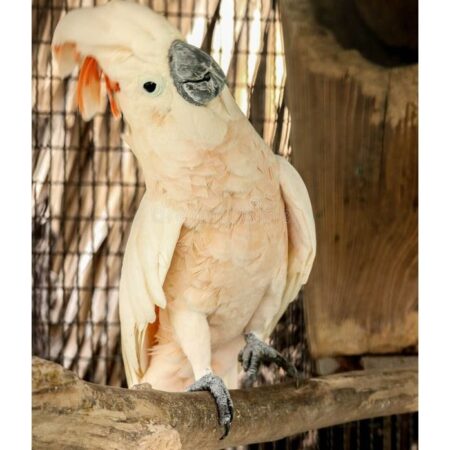 moluccan cockatoo for sale