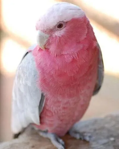 pink love birds for sale