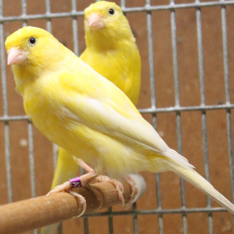 Russian Canary Bird For Sale