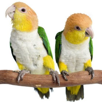 White bellied caique for sale