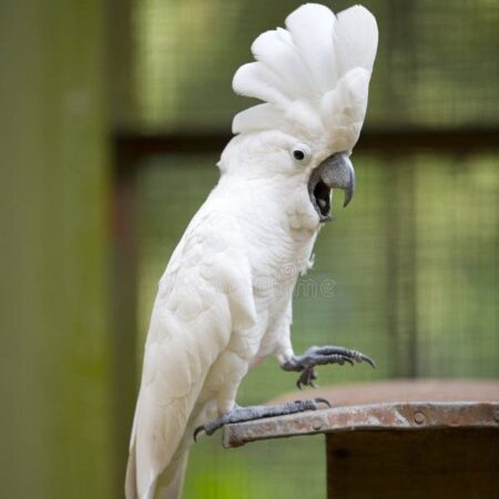 White cockatoo for sale