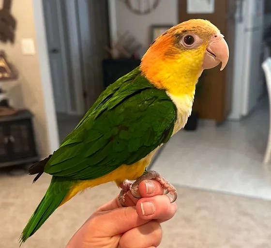 caique for sale