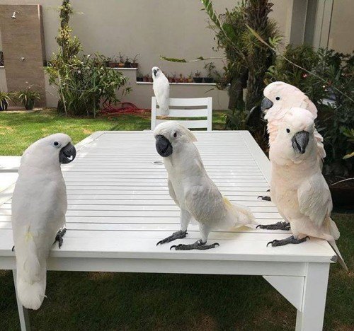 cockatoo for sale