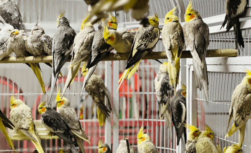 Cockatiel For Sale