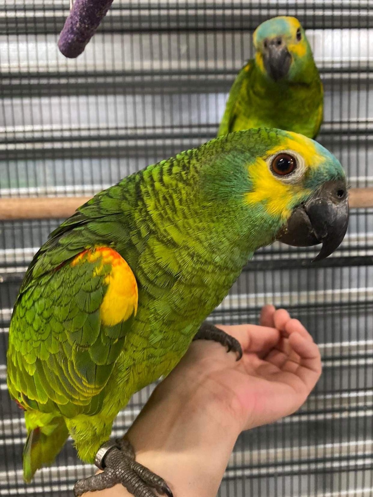 Amazon Parrot For Sale