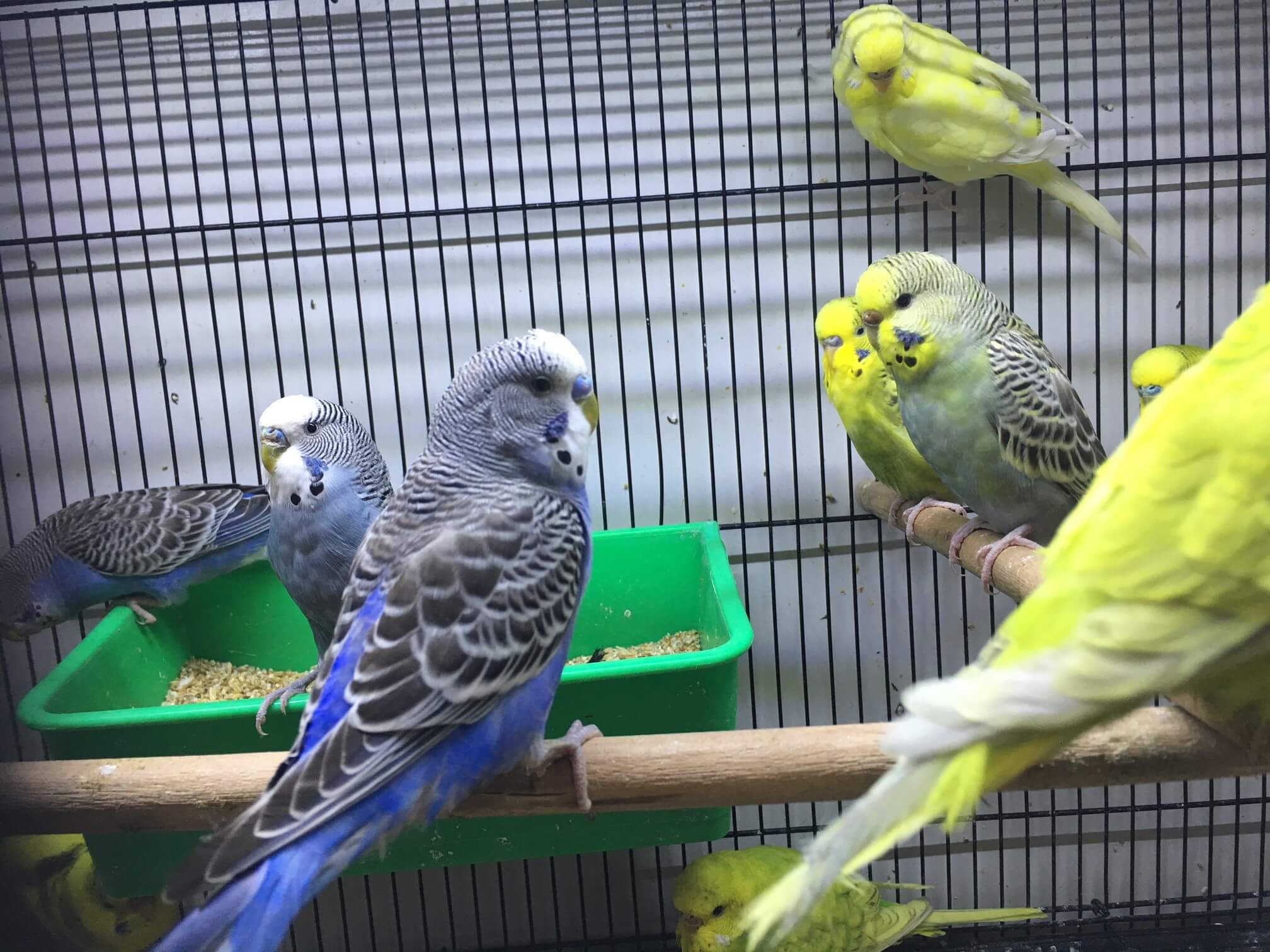 budgie for sale