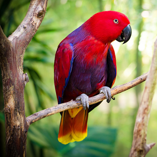 Eclectus Parrot For Sale