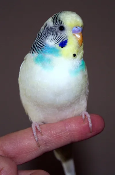 parakeet for sale