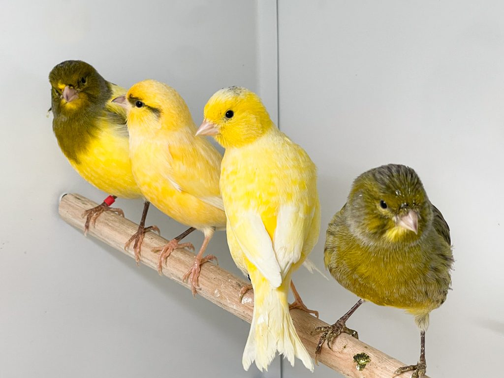 Canaries for Sale