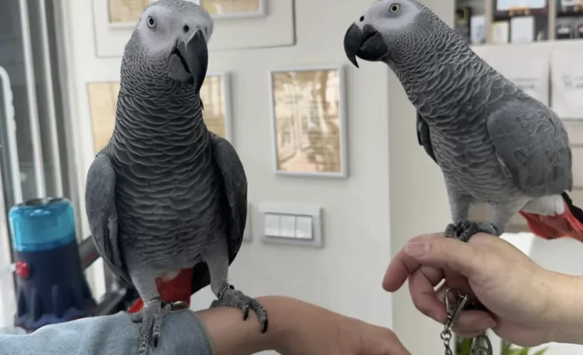 African grey parrot for sale