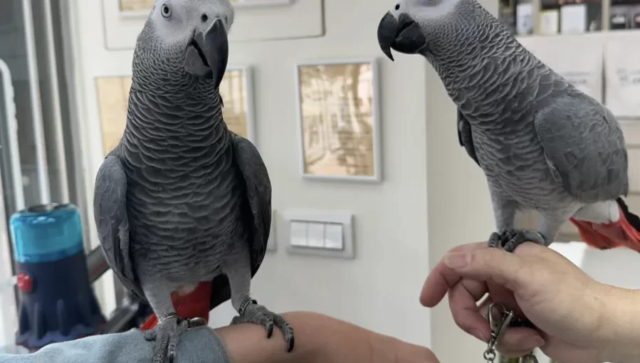 African grey parrot for sale