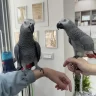 African grey parrot for sale