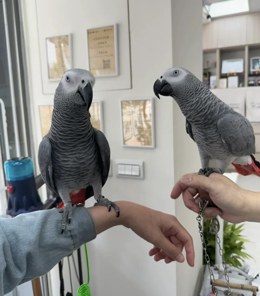 African grey parrot for sale