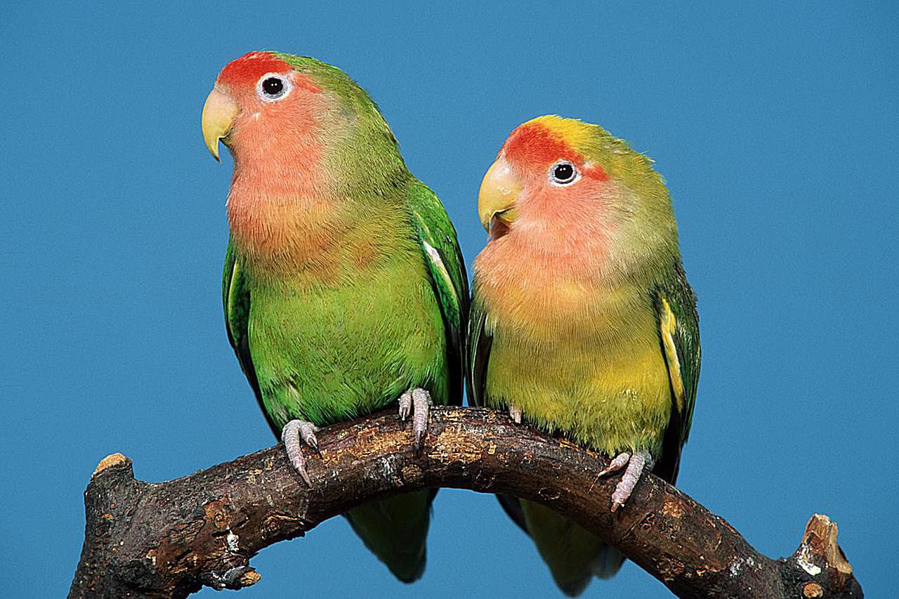 love birds for sale