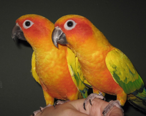 sun conure for sale