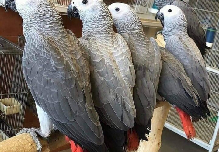 price of an african gray parrot​