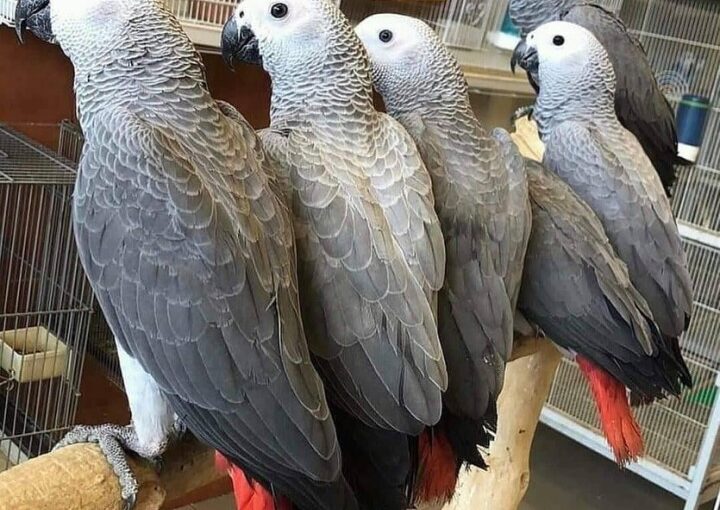 price of an african gray parrot​