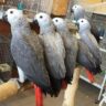 price of an african gray parrot​