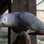 african grey parrot price