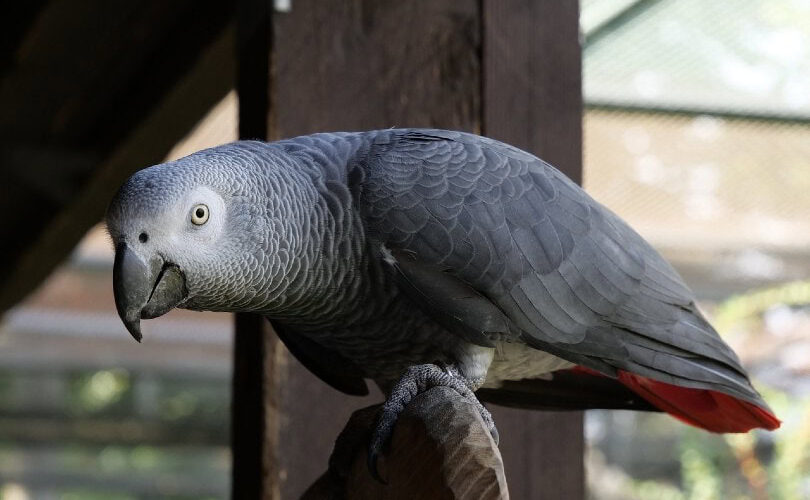 african grey parrot price