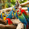 Care Guides for Popular Parrot Species