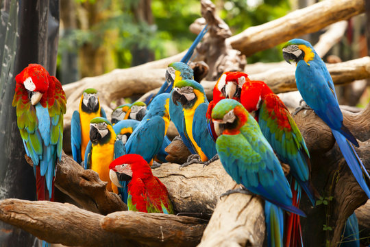 Care Guides for Popular Parrot Species