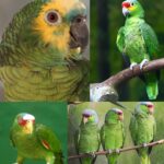 how long do amazon parrots live