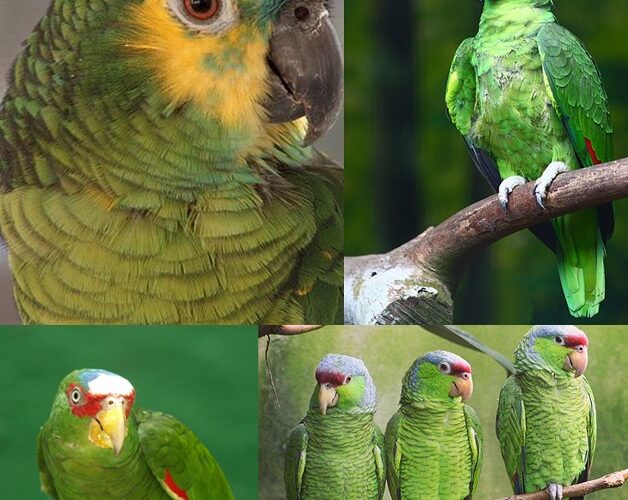 how long do amazon parrots live