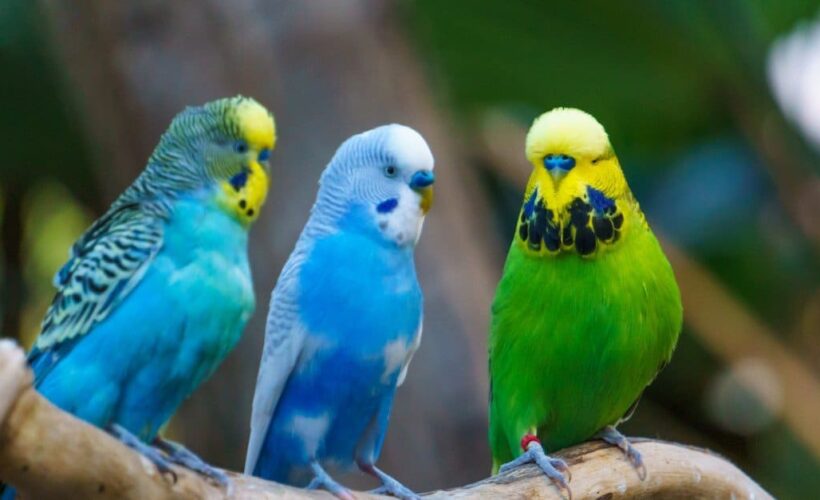 English budgies for sale