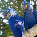 hyacinth macaw parrots for sale