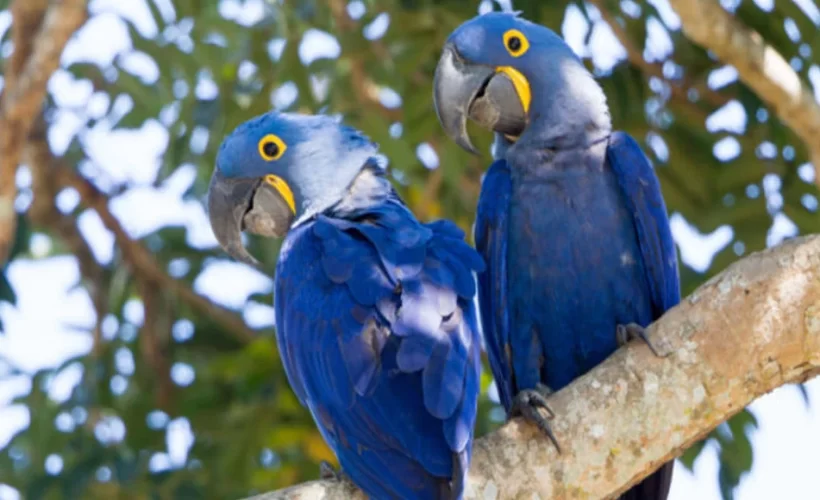 hyacinth macaw parrots for sale