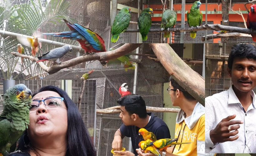 Environmental Enrichment and Mental Stimulation for Parrots