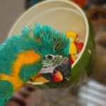 Nutritional Needs and Diet Plans for Parrots