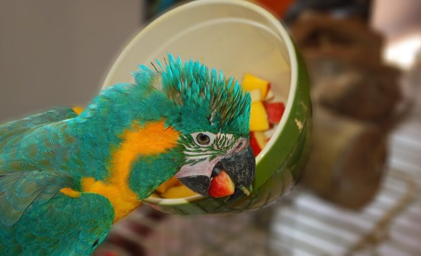 Nutritional Needs and Diet Plans for Parrots